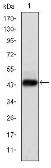 Anti-Human Papilloma virus type 16 E7 antibody [6F3] used in Western Blot (WB). GTX60410