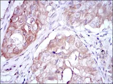 Anti-MTHFR antibody [5D3] used in IHC (Paraffin sections) (IHC-P). GTX60435