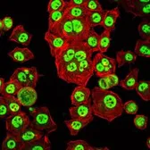 Anti-OTX2 antibody [1H12C4B5] used in Immunocytochemistry/ Immunofluorescence (ICC/IF). GTX60448