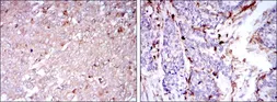 Anti-CD133 antibody [3F10] used in IHC (Paraffin sections) (IHC-P). GTX60471