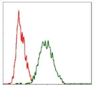 Anti-Raf1 antibody [4G4] used in Flow cytometry (FCM). GTX60556