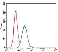 Anti-RAP1A antibody [5F8G2] used in Flow cytometry (FCM). GTX60586