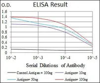 Anti-Brachyury antibody [6C12] used in ELISA (ELISA). GTX60616