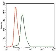 Anti-Cytokeratin 13 antibody [3G4] used in Flow cytometry (FCM). GTX60622