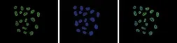 Anti-Histone H2A.Z (acetyl Lys4/Lys7/Lys11) antibody - ChIP grade used in Immunocytochemistry/ Immunofluorescence (ICC/IF). GTX60813