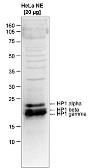Anti-pan-HP1 antibody - ChIP grade used in Western Blot (WB). GTX60833