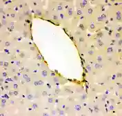 Anti-VWF antibody used in IHC (Paraffin sections) (IHC-P). GTX60934