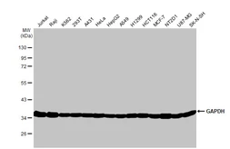 Anti-GAPDH antibody [GT239] used in Western Blot (WB). GTX627408