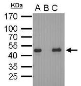 Anti-Oct4 antibody [GT486] used in Immunoprecipitation (IP). GTX627419