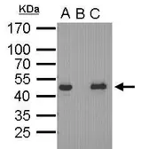Anti-Oct4 antibody [GT486] used in Immunoprecipitation (IP). GTX627419