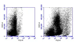 Anti-CD11b antibody [GT0001] used in Flow cytometry (FCM). GTX628077
