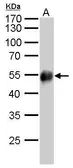 Mouse Anti-Rabbit IgG (Heavy chain) antibody [GT881] (HRP). GTX628140-01