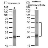 Mouse Anti-Goat IgG (Light chain) antibody [GT25612] (HRP). GTX628481-01