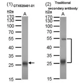 Mouse Anti-Goat IgG (Light chain) antibody [GT25612] (HRP). GTX628481-01