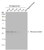 Anti-HA tag antibody [GT423] used in Western Blot (WB). GTX628489