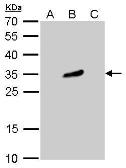 Anti-GFP antibody [GT859] (HRP) used in Western Blot (WB). GTX628528-01