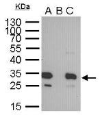 Anti-GFP antibody [GT859] used in Immunoprecipitation (IP). GTX628528