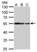 Anti-alpha Tubulin antibody [GT114] (HRP) used in Western Blot (WB). GTX628802-01