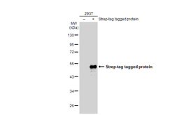 Anti-Strep epitope Tag antibody [GT517] used in Western Blot (WB). GTX628899