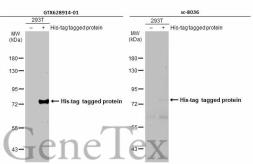 Anti-6X His tag antibody [GT359] (HRP) used in Western Blot (WB). GTX628914-01