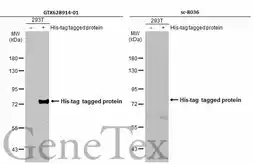 Anti-6X His tag antibody [GT359] (HRP) used in Western Blot (WB). GTX628914-01