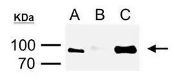 Anti-6X His tag antibody [GT359] used in Immunoprecipitation (IP). GTX628914