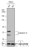 Anti-Lamin A + C antibody [GT9712] used in Western Blot (WB). GTX629404