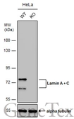 Anti-Lamin A + C antibody [GT9712] used in Western Blot (WB). GTX629404