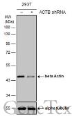 Anti-beta Actin antibody [GT5512] used in Western Blot (WB). GTX629630