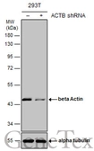 Anti-beta Actin antibody [GT5512] used in Western Blot (WB). GTX629630