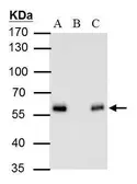 Anti-DDDDK tag antibody [GT1423] used in Immunoprecipitation (IP). GTX629632
