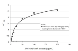Anti-Influenza B virus Nucleoprotein antibody [GT382] used in ELISA (ELISA). GTX629883