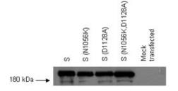 Anti-SARS-CoV Spike (SΔ3) antibody [7G12] used in Western Blot (WB). GTX632603