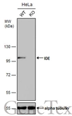 Anti-IDE antibody [GT143] used in Western Blot (WB). GTX633694