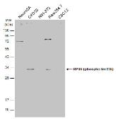 Anti-RPS6 (phospho Ser235) antibody [GT4610] used in Western Blot (WB). GTX633811