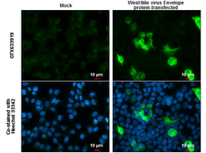 Anti-West Nile virus Envelope antibody [GT3029] used in Immunocytochemistry/ Immunofluorescence (ICC/IF). GTX633919