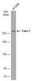 Anti-Talin-1 antibody [GT24212] used in Western Blot (WB). GTX634334