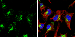 Anti-LAMP1 antibody [GT25212] used in Immunocytochemistry/ Immunofluorescence (ICC/IF). GTX634336