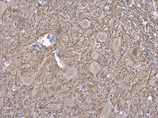 Anti-NF-M antibody [GT883] used in IHC (Paraffin sections) (IHC-P). GTX634483