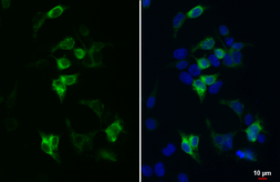 Anti-V5 tag antibody [GT1078] used in Immunocytochemistry/ Immunofluorescence (ICC/IF). GTX635260