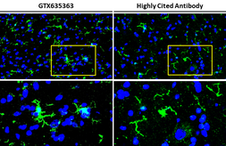 Anti-Iba1 antibody [HL22] used in IHC (Frozen sections) (IHC-Fr). GTX635363