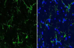 Anti-Iba1 antibody [HL22-MS] used in IHC (Frozen sections) (IHC-Fr). GTX635399