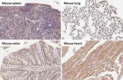 Anti-TFEB antibody [HL1065] used in IHC (Paraffin sections) (IHC-P). GTX636089