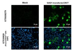 Anti-GAD67 antibody [HL1095] used in Immunocytochemistry/ Immunofluorescence (ICC/IF). GTX636279