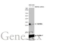 Anti-RBPMS antibody [HL1106] used in Western Blot (WB). GTX636321