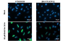 Anti-BrdU antibody [HL1111] used in Immunocytochemistry/ Immunofluorescence (ICC/IF). GTX636326