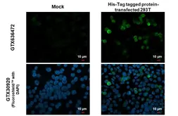 Anti-6x His Tag antibody [GT636] used in Immunocytochemistry/ Immunofluorescence (ICC/IF). GTX636472