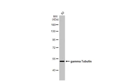 Anti-gamma Tubulin antibody [HL1175] used in Western Blot (WB). GTX636480