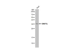 Anti-BNIP3L antibody [HL1203] used in Western Blot (WB). GTX636515