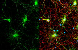 Anti-iNOS antibody [HL1213] used in Immunocytochemistry/ Immunofluorescence (ICC/IF). GTX636531